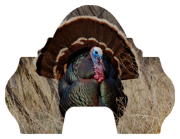 Gone Hunting (Turkey)